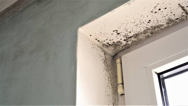 Best Dehumidification Services  in Scobey, MT