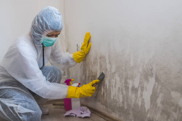 Best Residential Mold Inspection & Testing  in Scobey, MT