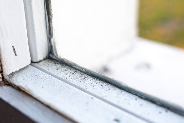 Best Black Mold Removal  in Scobey, MT
