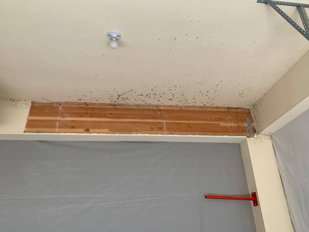 Best Industrial Mold Remediation  in Scobey, MT