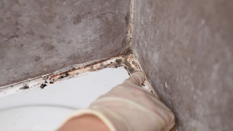 Best Comprehensive Air Testing for Mold Contaminants  in Scobey, MT